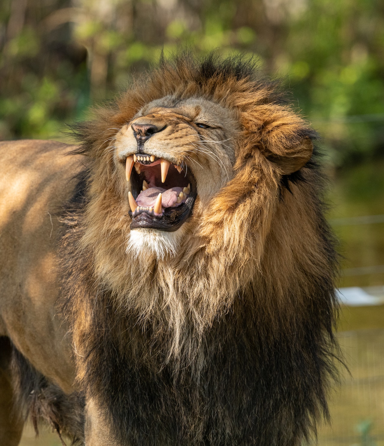 animal